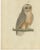 European Owls, 1800, Print on Paper For Sale - Image 3 of 12