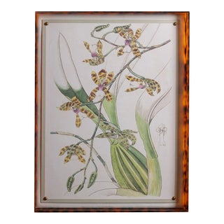 Spring Orchid II Giclee in Tortoise Frame For Sale