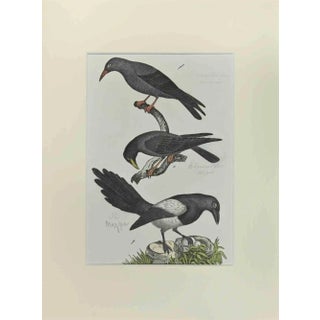 Johann Friedrich Naumann, Alpine Crow, Etching, 1840 For Sale