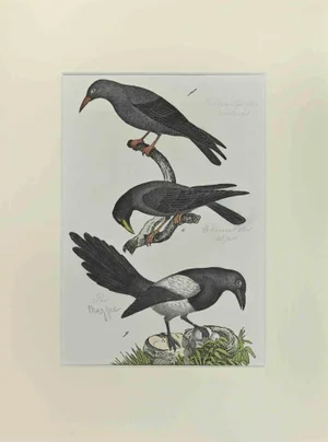 Johann Friedrich Naumann, Alpine Crow, Etching, 1840