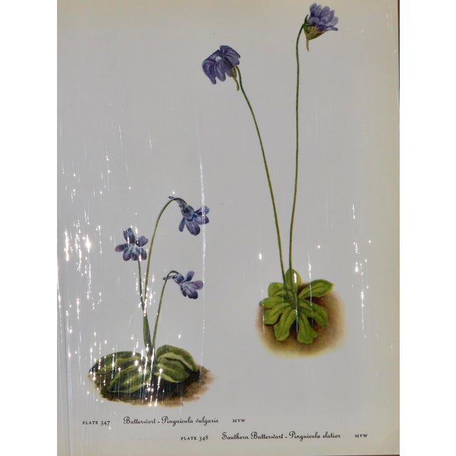 This beautiful set of 12 original vintage botanical prints were published in the 1970s. These vintage wildflower prints of...