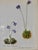This beautiful set of 12 original vintage botanical prints were published in the 1970s. These vintage wildflower prints of...