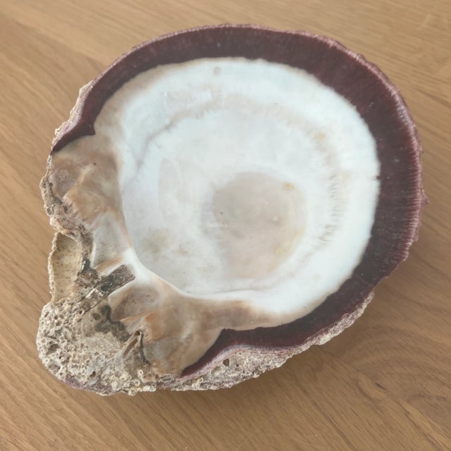 Early 20th Century Vintage Fossilized Spondylus Purple Oyster Shell Large 5” X 5.5” Natural Seashell For Sale - Image 5 of 6