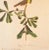 John James Audubon 1966 Vintage Cottage Print "Louisiana Yellow-Throat Finch" After John James Audubon For Sale - Image 4 of 8