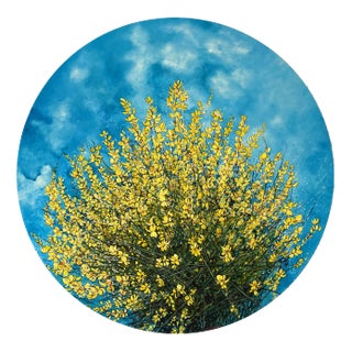 Anastasia Gklava, Flowers of Loussios, 2022, Oil on Canvas For Sale