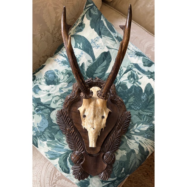 Antique Black Forest Roe Deer Trophy Antler Mount - (#3 of 3 Individual Mounts Listed) For Sale - Image 10 of 12