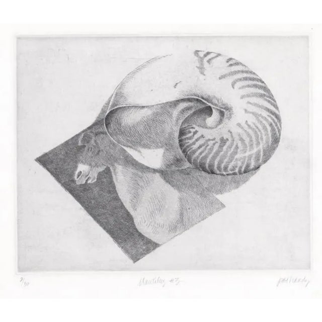 Realism 1970s Pat Hardy Nautilus Shell Still Life Etching For Sale - Image 3 of 3