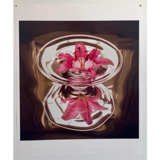 Peter C. Jones 1, Floating Lily, Large Format Photo 24X20 Color Photograph Beach House, 2004 For Sale - Image 4 of 4