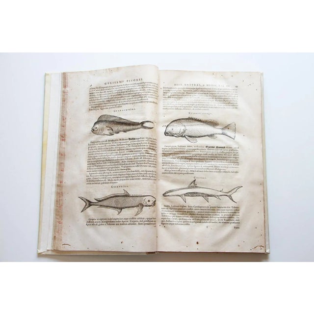 Paper De Indiae Utriusque Re Naturali Et Medica Libri Quatuordecim For Sale - Image 7 of 13