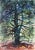 Contemporary Eve Nethercott, Tree (P5.61), Watercolor on Paper For Sale - Image 3 of 3
