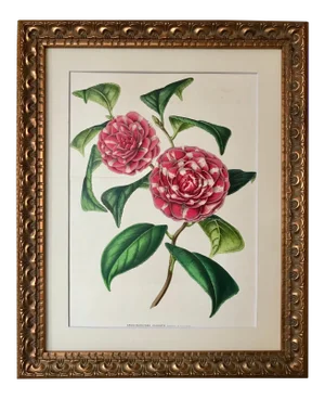 Antique Original Botanical Floral Lithograph Van Houten C.1860