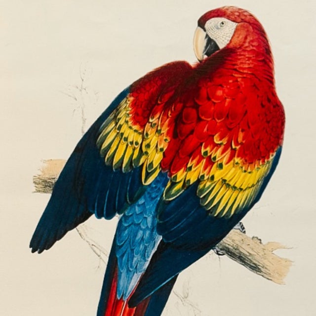 1960s French Ornithological Bird Lithographs Macaw & Toucan in Large Faux Bamboo Frames Reproduction Print - A Pair For Sale - Image 10 of 12