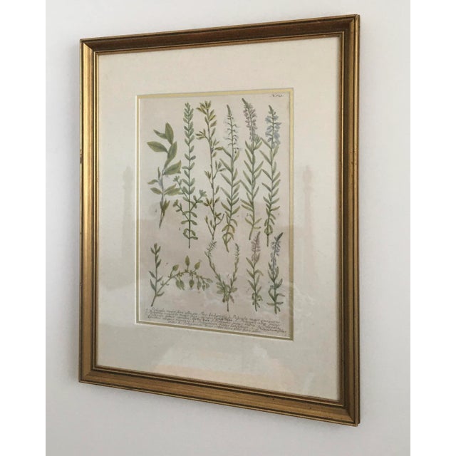 Herbs, Hand Colored Copper Plate Engraving by Johann Wilhelm Weinmann, Circa 1737, Framed For Sale In Monterey, CA - Image 6 of 12