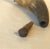Early 19th Century Gun Powder Horn With Original Carved Pin For Sale - Image 9 of 12