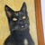 Charming original mid-century Italian oil painting depicting a black cat with striking golden eyes and a tiny pink tongue...
