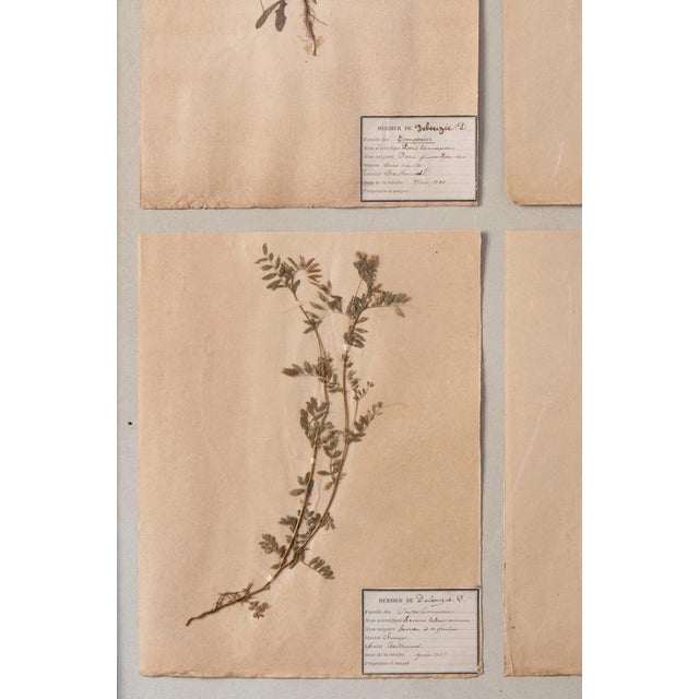 Herbarium, Paper, Framed For Sale - Image 3 of 11