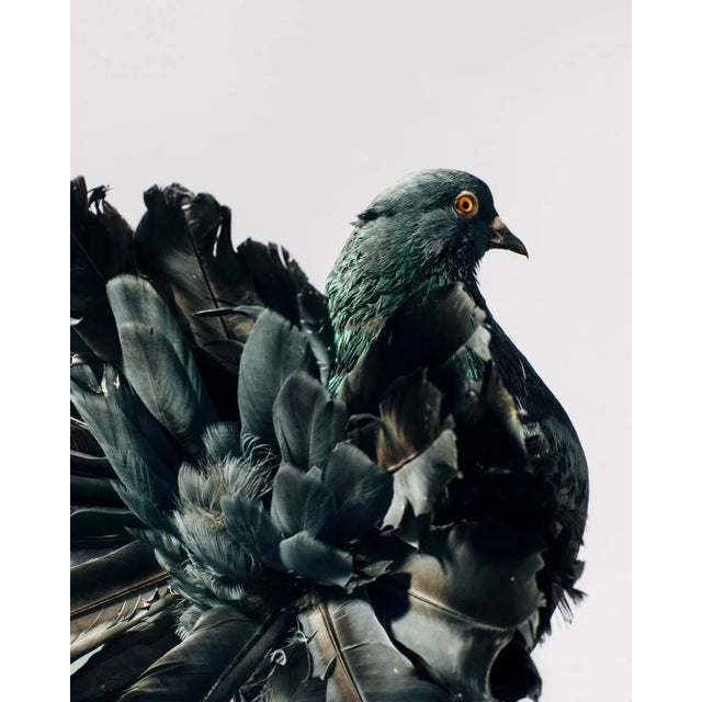 Contemporary Limited Edition Indian Fantail Pigeon Print (40x50") by Brendan Burden For Sale
