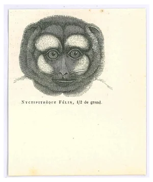 Paul Gervais, Night Monkey, Lithograph, 1854