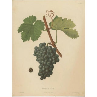 Henri Marès, Terret Noir Grape Variety, 1890, Paper For Sale
