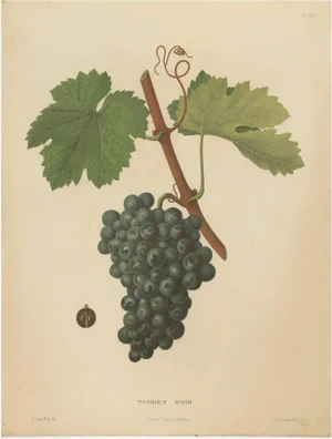 Henri Marès, Terret Noir Grape Variety, 1890, Paper