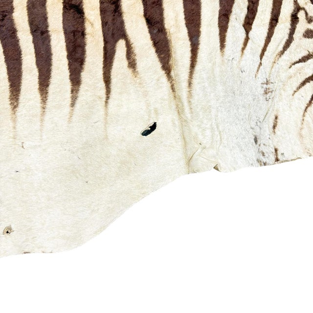Vintage Zebra Hide Rug, 1950s For Sale - Image 6 of 8