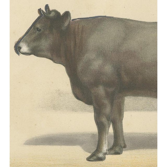 19th Century After Borie, Gascon Cow, French Cattle from Animaux De La Ferme, 1863, Chromolithograph For Sale - Image 5 of 9