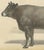 19th Century After Borie, Gascon Cow, French Cattle from Animaux De La Ferme, 1863, Chromolithograph For Sale - Image 5 of 9