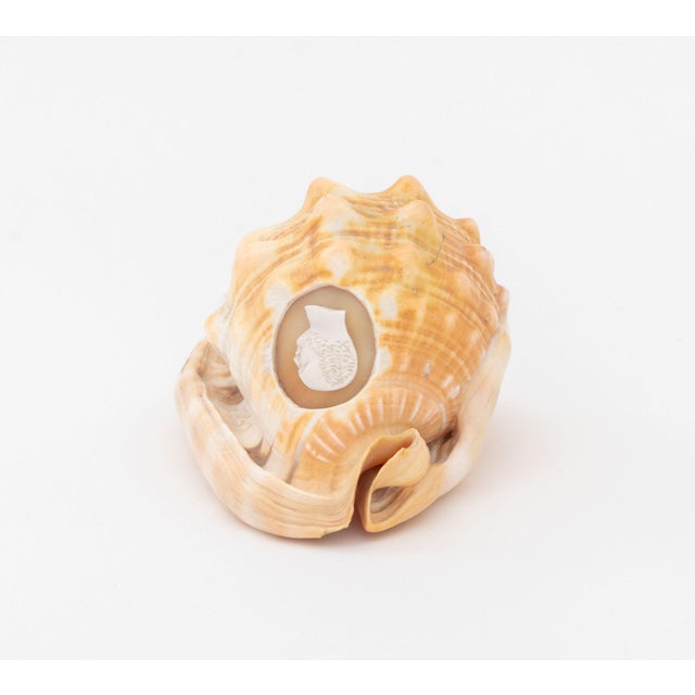 Victorian Cameo Carved Conch Shell, 19th C. For Sale - Image 4 of 8