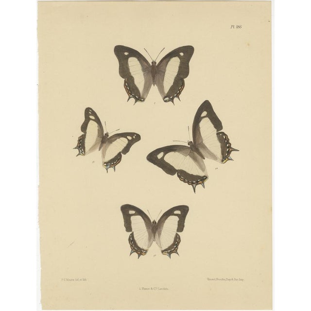 Victorian Butterfly Treasures: Captivating Hand-Colored Lithographs by Frederic C. Moore : This exquisite set of...