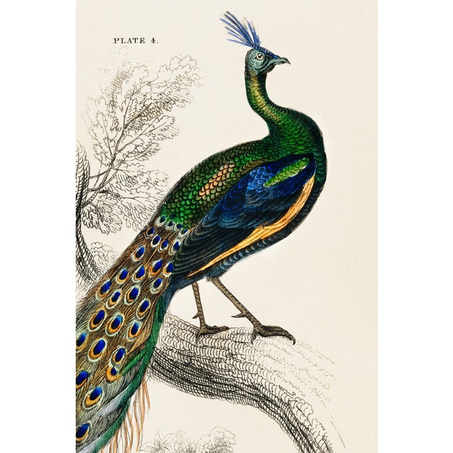 Peacock on Branch (Pavo Muticus), Vintage Art Print Reproduction, 24″ × 36″ For Sale - Image 4 of 6