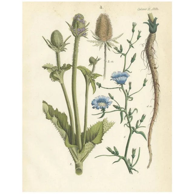 Carl Georg Calwer, Botanical Illustration of Teasel and Chicory, Calwer, 1854, Hand-Colored Lithograph For Sale - Image 6 of 6