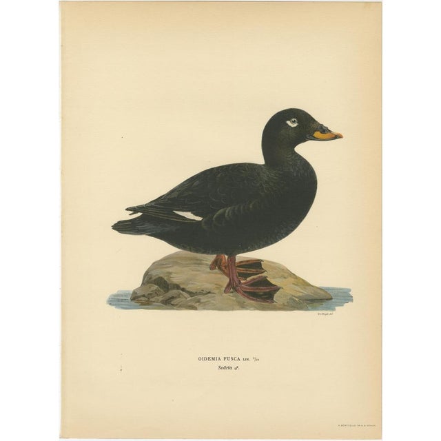 Scandinavian Bird Charts of Velvet Scoter Ducks, 1929, Prints, Set of 3 For Sale - Image 3 of 10