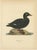 Scandinavian Bird Charts of Velvet Scoter Ducks, 1929, Prints, Set of 3 For Sale - Image 3 of 10