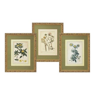 Antique Framed Botanical Engraving Set - Set of 3 For Sale