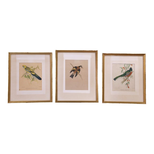 19th C. Hand-Colored Lithographs by Gould Printed by C. Hullmandel, Set of 3 For Sale