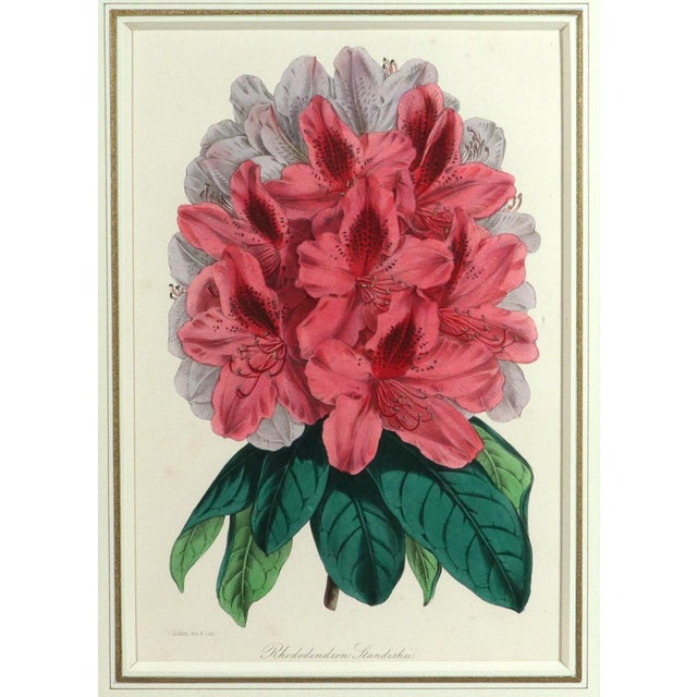 Antique Botanical Prints by Sir Joseph Paxton From the Magazine of Botany For Sale - Image 10 of 17