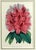 Antique Botanical Prints by Sir Joseph Paxton From the Magazine of Botany For Sale - Image 10 of 17