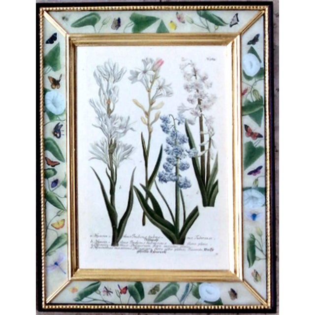 Green Botanical Splendor- Johann Weinmann Botanical Framed Engravings- A Set of Twelve (12) For Sale - Image 8 of 13