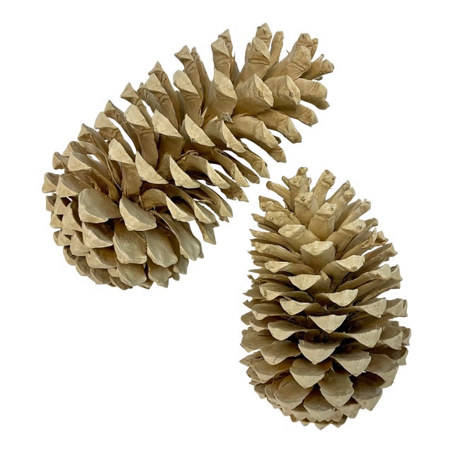 Vintage Arts & Crafts Farmhouse Americana Bleached Pinecones - a Pair For Sale