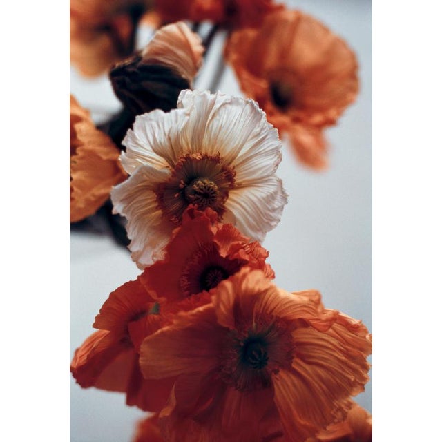 Black Ugne Pouwell, Orange Poppies No.4, 2024, Photography For Sale - Image 8 of 8