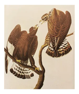 1966 Vintage Farmhouse Cottage Print "Rough-Legged Hawk" After John James Audubon