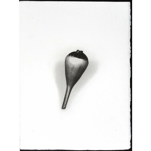 Contemporary "Botanica II" - Black & White Gum Dichromate Print by S. Howard For Sale - Image 3 of 3