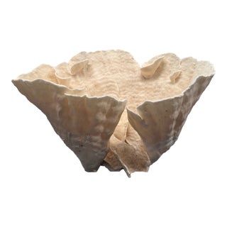 Large Specimen White Cup Coral For Sale