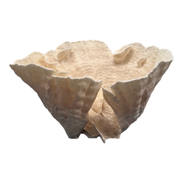 Large Specimen White Cup Coral For Sale