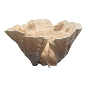 Large Specimen White Cup Coral