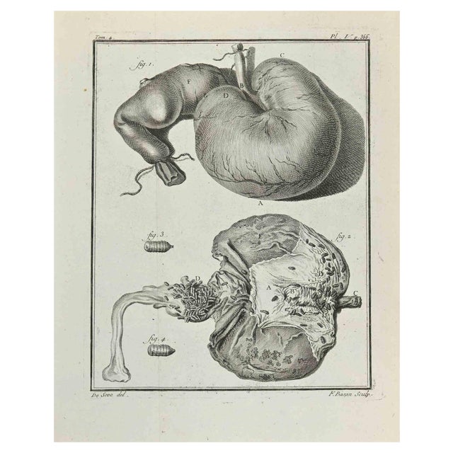 Juste Chevillet, Animal's Anatomy, Etching, 1771 For Sale