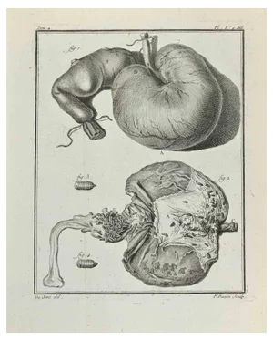 Juste Chevillet, Animal's Anatomy, Etching, 1771