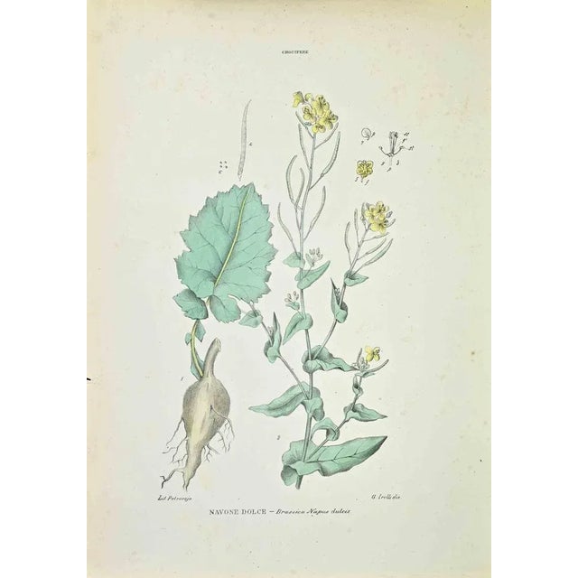 Lithograph hand watercolored. Belongs to the Series "Atlante di Botanica popolare ossia Illustrazione di Piante Notevoli...