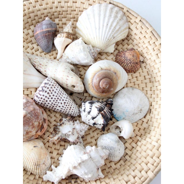 Vintage Collected Seashell Collection For Sale - Image 9 of 17