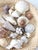 Vintage Collected Seashell Collection For Sale - Image 9 of 17